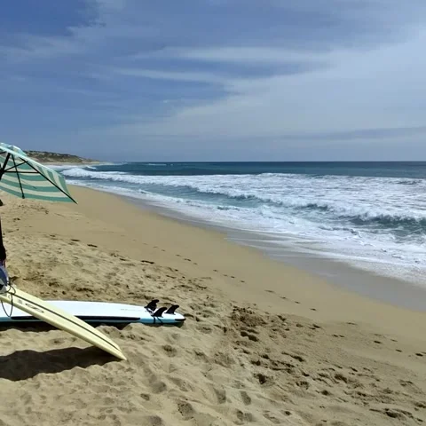 Dog  enjoying the beach Stock Footage 236260530