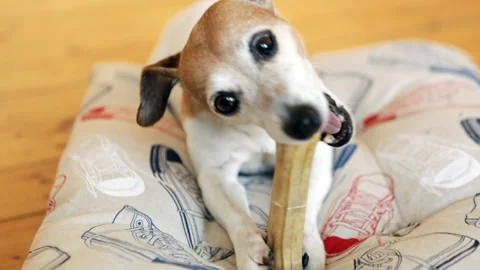 Dog enjoying bone Vídeo Stock 119341423
