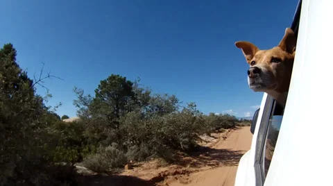 Dog Enjoying a Drive Stock-Footage 32260146