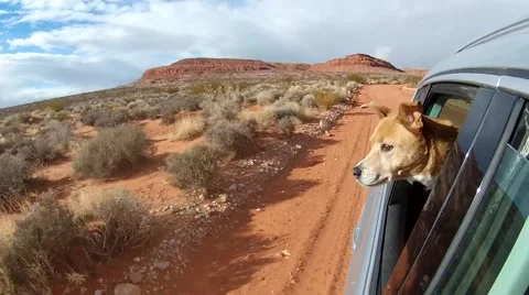 Dog Enjoying a Drive. Stock-Footage 45459702