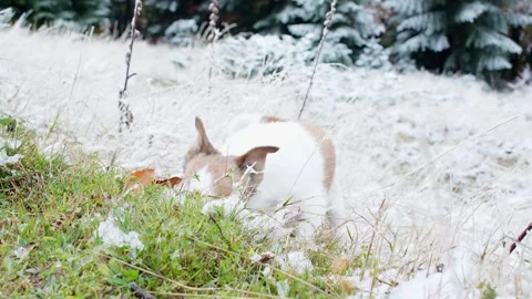 Dog enjoying first snow. Stock Footage 254213356