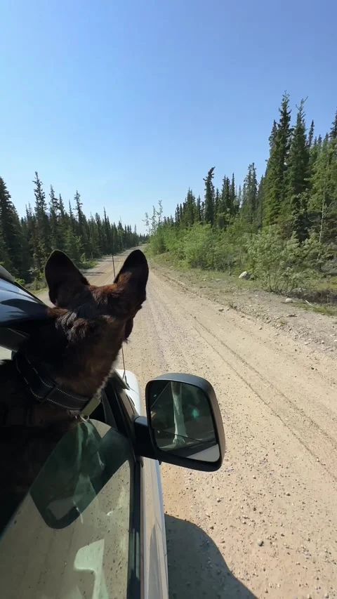 Dog enjoying freedom outside window on a camper van road trip Stock Footage 341858004