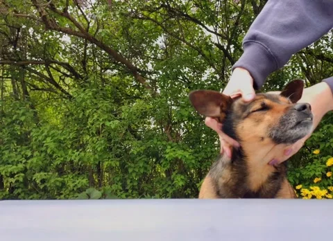 Dog enjoying a head massage Stock Footage 335483899