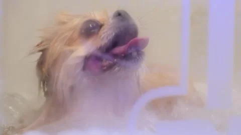 Dog enjoying a relaxing bath with bubbles and water, looking happy Stock Footage 301591050