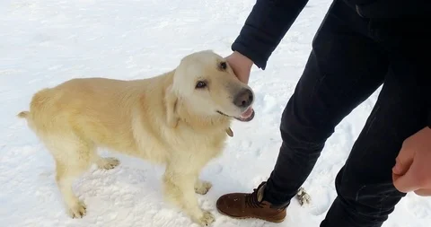 Dog enjoying on the snow while his owner is petting him Stock Footage 88323315