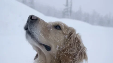 Dog enjoying snowfall Stock Footage 87082090