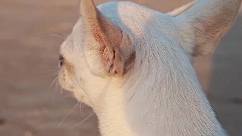 Dog enjoying the sun during a warm afternoon in the park, chihuahua Stock Footage 345089727