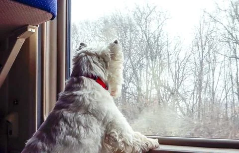 Dog enjoying the view from the train window while traveling through a fores.. Фото