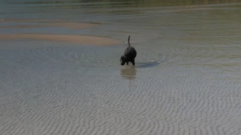 Dog enjoys checking out the possibilities of treasures in the sea. 4k Video stock 61750412