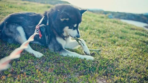 A Dog Enjoys Chewing on a Bone While Resting on the Lush Greenery of Stock Footage 333265810