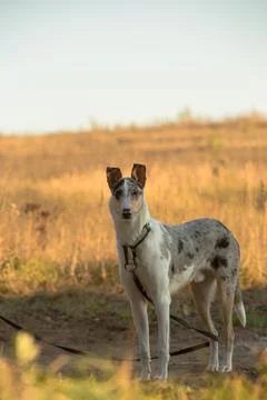 The dog enjoys the sun's rays Foto stock