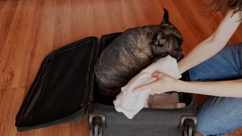 The dog ensures everything is packed for the vacation in the suitcase. Stock Footage 306936961
