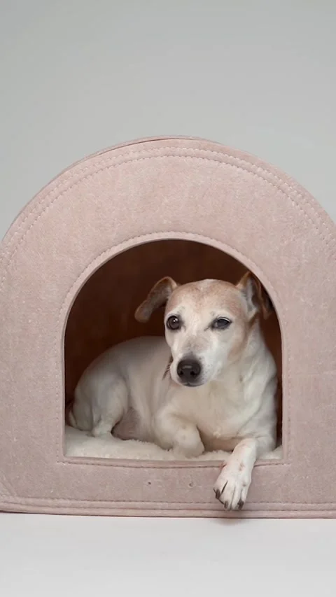 Dog enters empty beige pet house indoors Vídeo Stock 287729658