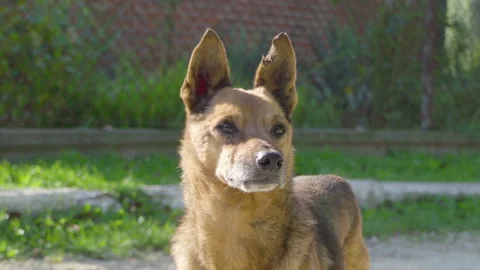 A dog with erect ears Video stock 254552602