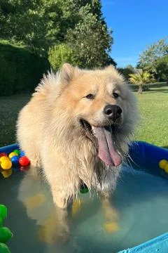 The dog eurasier playing in a pool with balls Fotos Stock