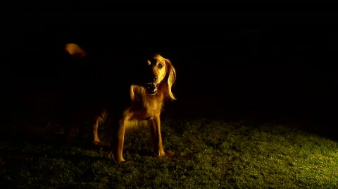 Dog Evening Cast 스톡 동영상 777169