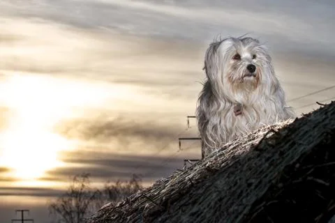Dog in the evening Stock Photos