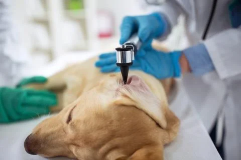 Dog examination ear 写真素材