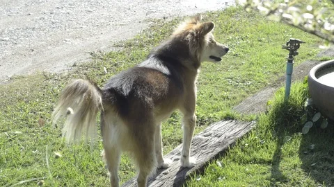 The dog exciting in the garden. Stock-Footage 82236144