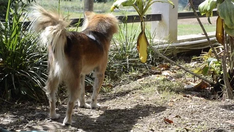The dog exciting in the garden. Stock-Footage 82236746