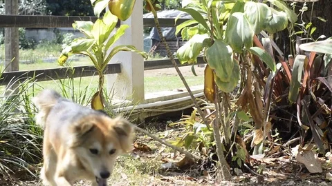 The dog exciting in the garden. Stock Footage 82236806