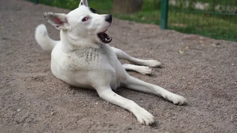 Dog executes the command to lie down Stockbeeldmateriaal 219368937