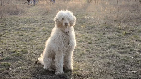 The dog executes commands on the grass. A large royal poodle sits and lies on Stock Footage 127868895