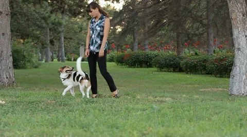 Dog Executes The Orders Of The Owner Video stock 51965530