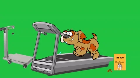 Dog Exercising on Treadmill:  Looping Video stock 42327095