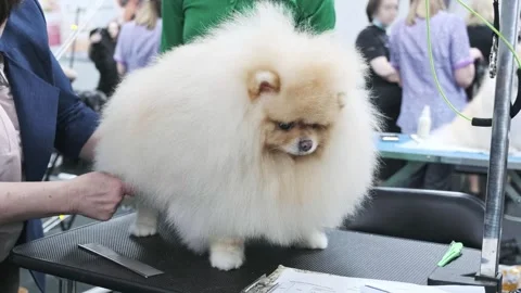 A dog expert will check the quality of the pomeranian's coat with a comb. Stock Footage 251453405