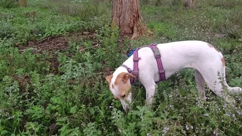 Dog explores lush green forest while searching for interesting scents and w.. Stock Footage 294636465