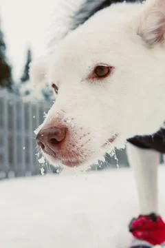 Dog explores snowy yard while wearing red boots on a cold winter day in a s.. Stock Photos