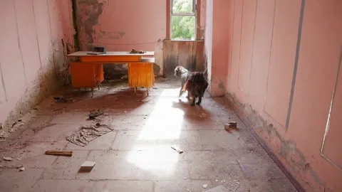 Dog exploring abandoned interior room with peeling coral walls Vídeo Stock 342087733