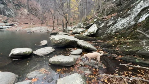 Dog Exploring a Chilly Forest Riverbank While Leaves Fall in Autumn Stock Footage 317191860
