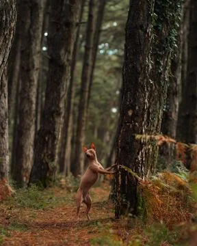Dog exploring forest clearing Stock Photos