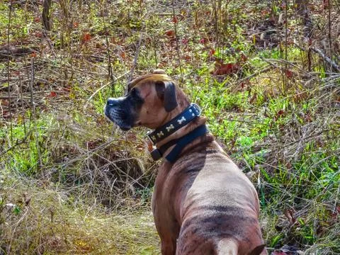 Dog exploring in the forest during winter Stock-Fotos