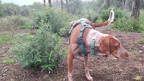 Dog exploring a forested area on a sunny day with lush greenery surrounding Stock Footage 294636803