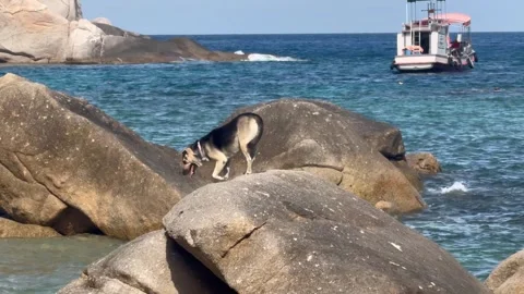 Dog Exploring Giant Rocky Ocean Shore With Boat Background 4K Vídeos de archivo 336525306