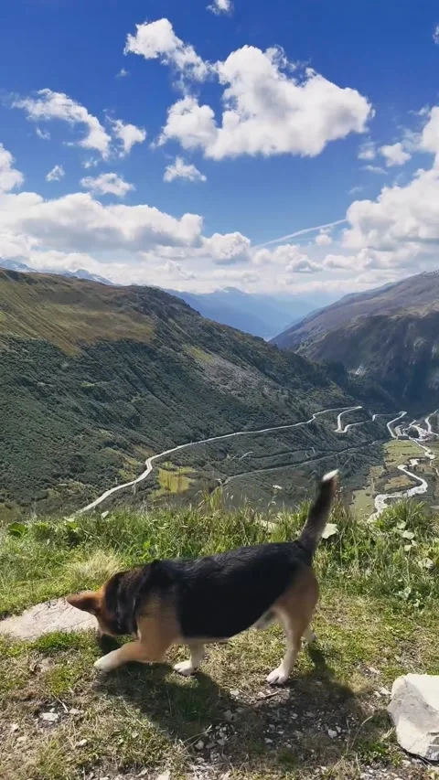 Dog Exploring Grass with Furka Pass Serpentine in Background Stock Footage 329250594