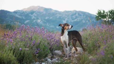 Dog exploring lavender field with mountains behind Stock Footage 290897182