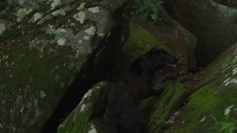 Dog Exploring Lush Rainforest and Climbing Boulders in the Rain Stock Footage 285679265