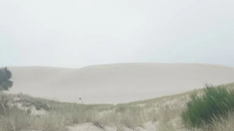 Dog exploring misty sand dunes park area Stock Footage 342317640