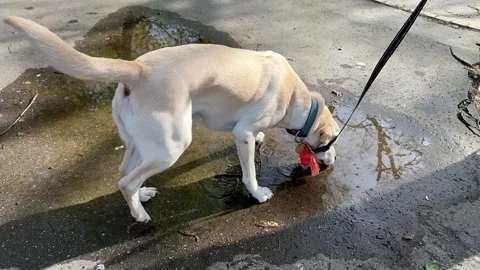 Dog Exploring Puddle Stock Footage 310433541