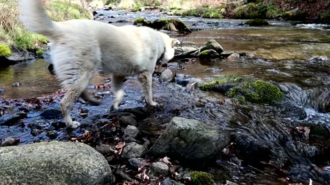 Dog exploring the river 스톡 동영상 238777975