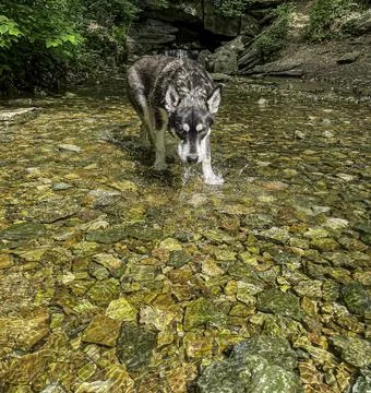 Dog Exploring a Rocky Stream Stock Photos