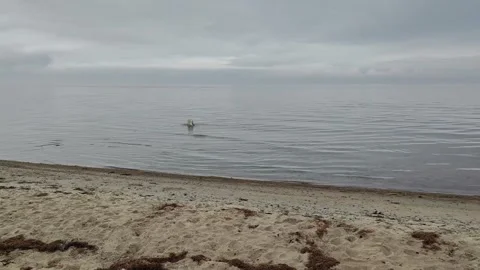 Dog exploring shallow sea waters on coastline Stock Footage 313383842