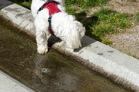 Dog exploring a small stream in a park on a sunny day Foto stock