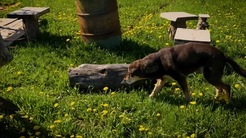 Dog exploring a spring garden on a sunny Montana morning Stockbeeldmateriaal 89738151