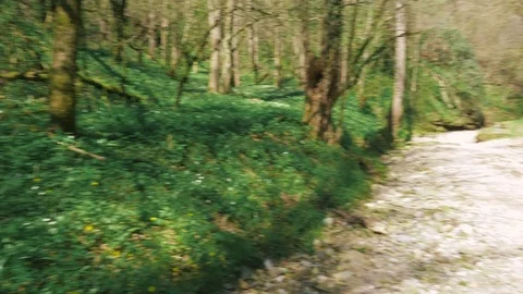 Dog Exploring Wild Woods and Riverbed Stock Footage 74138703