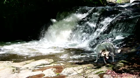  dog exploring the wilderness Stock Footage 243113969